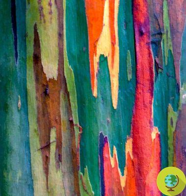Rainbow Eucalyptus: the tree with the colors of the rainbow