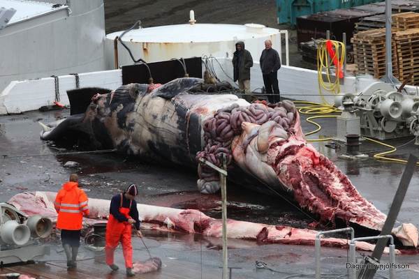 Killed hundreds of pregnant whales: Japan does not stop hunting