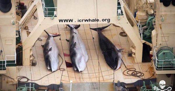 Mataram centenas de baleias grávidas: o Japão não para de caçar