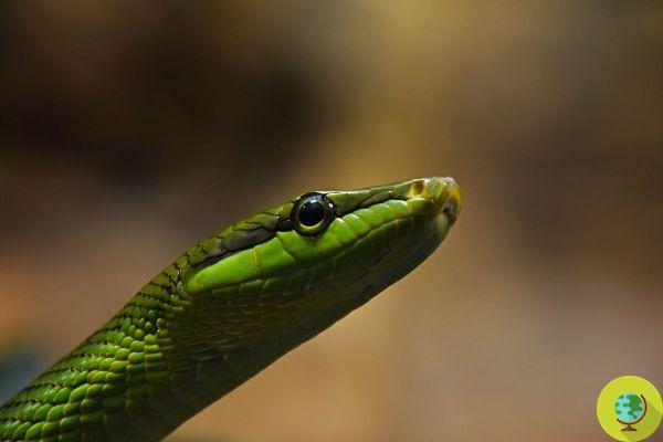 As cobras que vemos hoje evoluíram das poucas espécies que sobreviveram ao asteroide que extinguiu os dinossauros