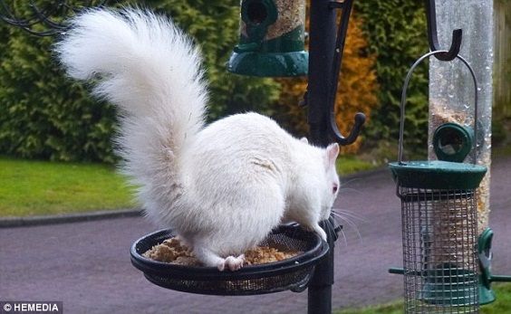 Albert, le très rare écureuil albinos qui vole la nourriture des oiseaux