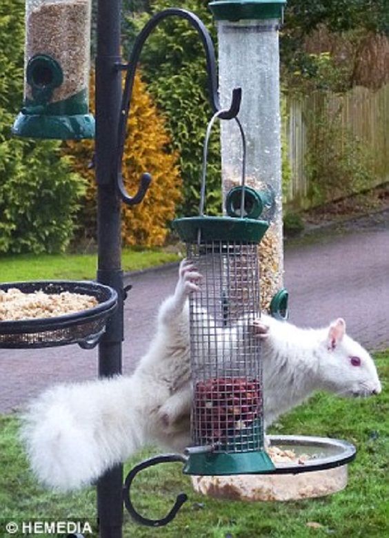 Albert, o esquilo albino muito raro que rouba comida de pássaros