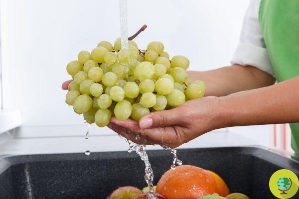 Uvas, solo enjuagarlas no es suficiente. Está entre las frutas más llenas de pesticidas, los trucos para eliminarlas
