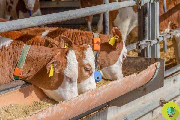 Assez de viande à bas prix : en Allemagne la proposition qui secoue les lobbies agroalimentaires allemands