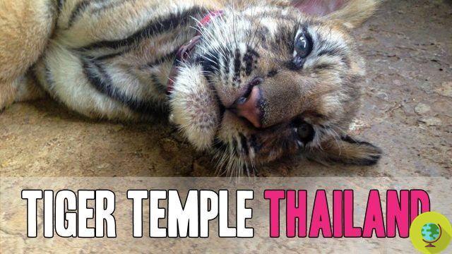 Tiger Temple: stop the abuse and mistreatment in the tiger temple in Thailand