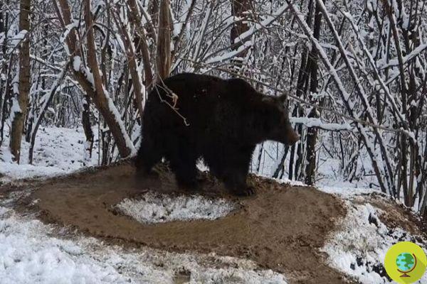 Após 20 anos de cativeiro, este urso ainda continua a se mover em uma gaiola imaginária