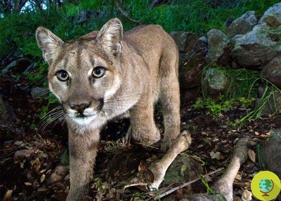 The largest corridor in the world for wild animals also financed by DiCaprio is coming to Los Angeles