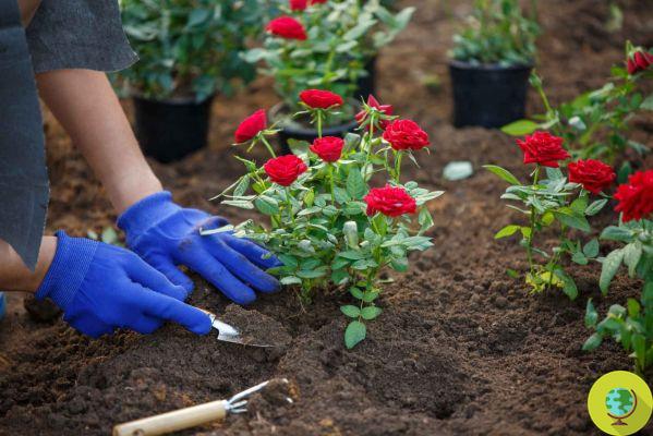 Tips and tricks to protect and fertilize roses with… a banana peel!