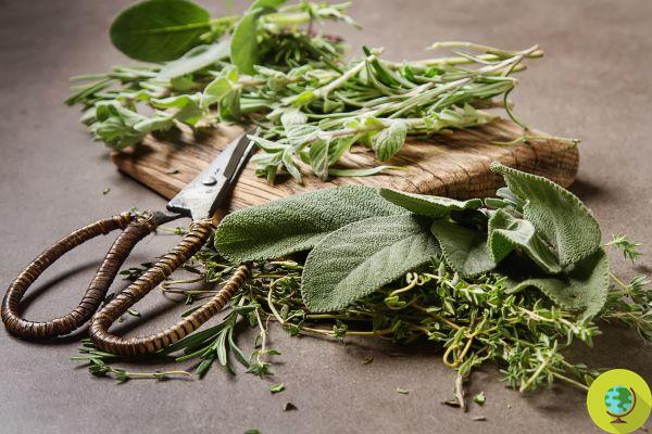 How to dry aromatic herbs to stock up and have them available for free all year round