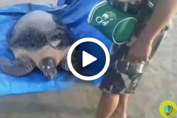 The heroic rescue of the beached turtle in Thailand [VIDEO]