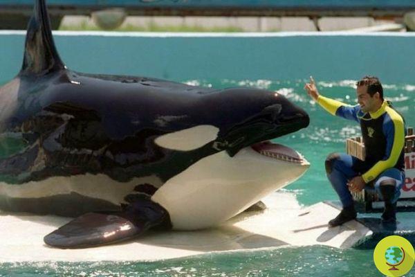 Lolita, la orca más solitaria del mundo no será liberada y permanecerá en el acuario