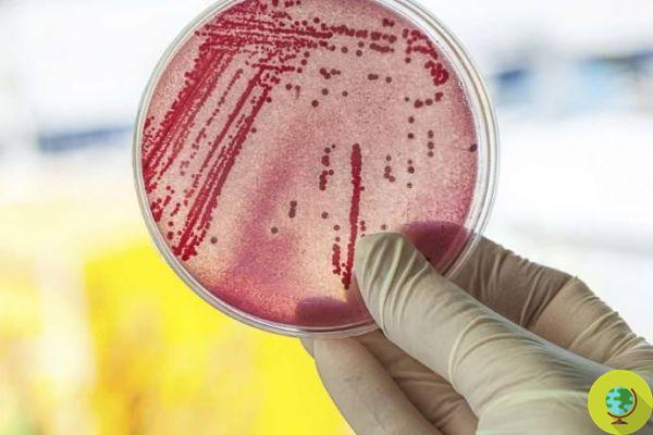 Mycoplasma genitalium: the new drug-resistant super bacterium causing infertility is scary
