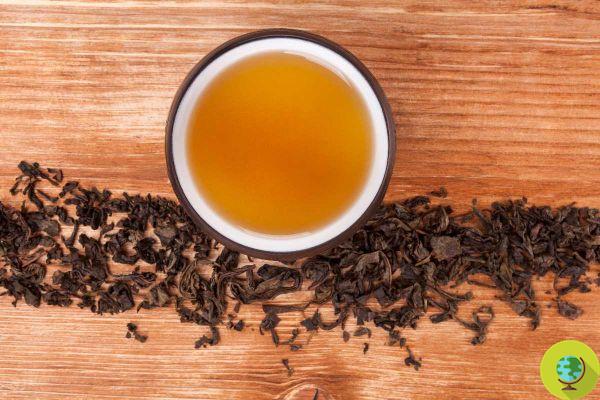 L-theanine: what it is, what it is used for, benefits and side effects of the amino acid in green tea