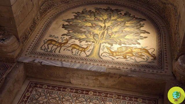 Une magnifique mosaïque du VIIIe siècle a été remise au jour. Il est situé en Palestine et est l'un des plus grands au monde