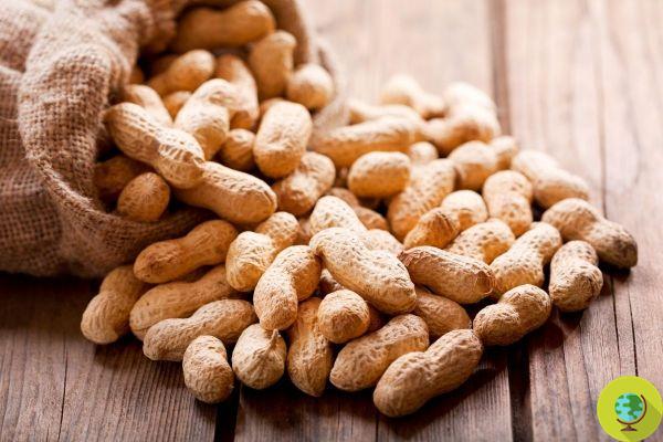 Peanuts: Unexpected and serious side effect of overconsumption discovered on cancer patients
