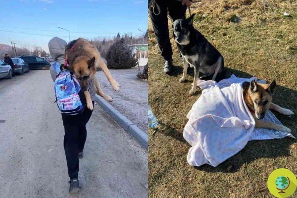 Fugindo da Ucrânia, ele caminha 17 km com seu cachorro idoso no ombro para não deixá-lo para trás