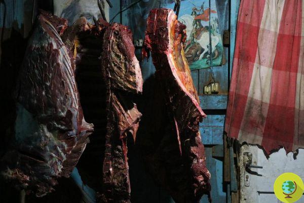 Carne de cavalo vendida para restaurantes como carne de hambúrguer, grande sequestro no Brasil