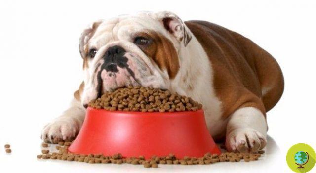 Alimentos para mascotas: 4 ingredientes peligrosos ocultos en los alimentos para mascotas