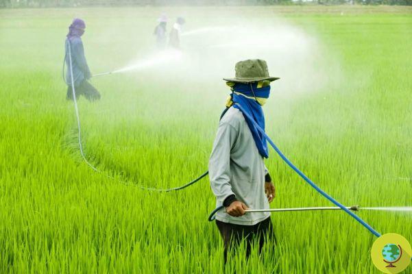 Glyphosate, yes, is potentially carcinogenic: the review of studies reconfirms it