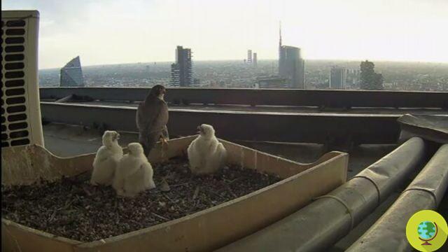 There is the egg! The peregrine falcons of the Pirellone in Milan are once again pregnant