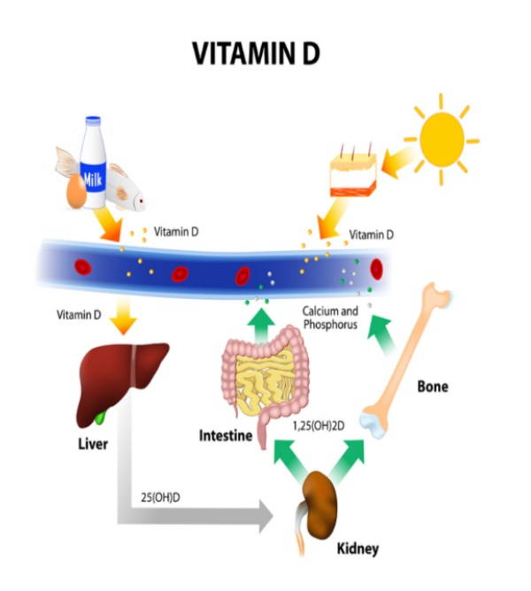 Vitamin D: all the consequences of a deficiency