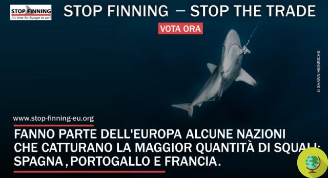 Shark fins: 1 million European citizens vote to stop shark finning