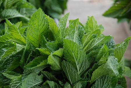 Lemon balm: properties, benefits and how to prepare an herbal tea