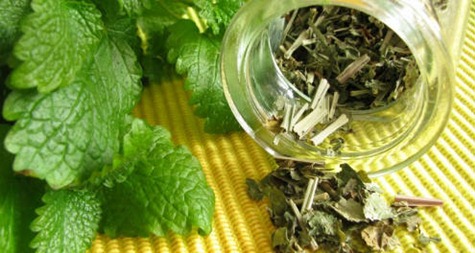 Erva-cidreira: propriedades, benefícios e como preparar um chá de ervas