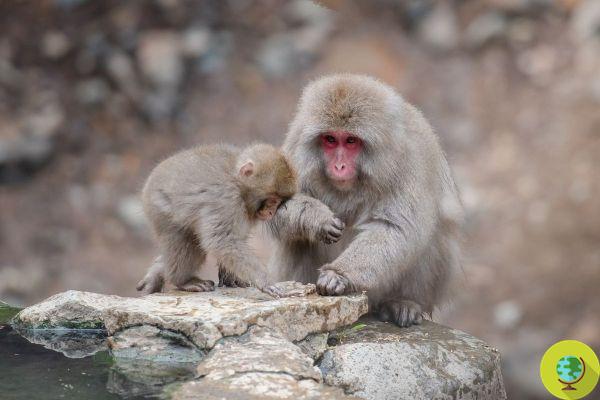Algunos primates siguen cuidando a sus crías muertas durante meses como forma de duelo