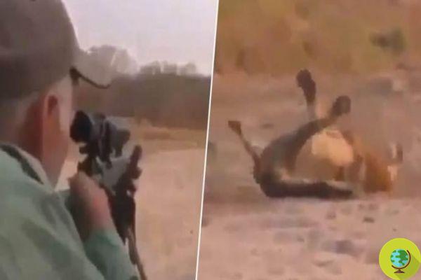 The terrifying and shocking footage of a hunter shooting a sleeping lion 
