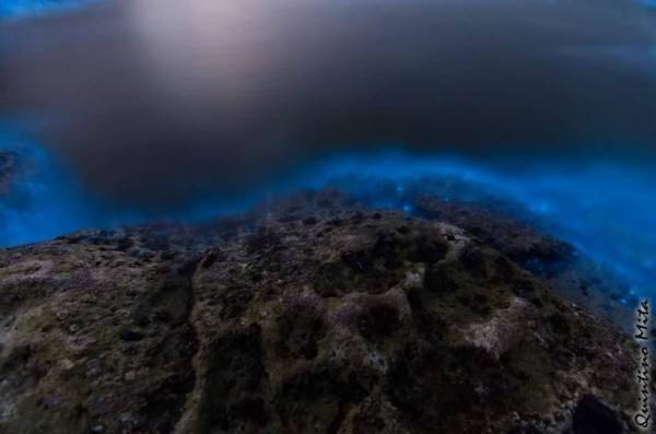 The magical seaweed that dyes the sea of ​​Salento in electric blue (PHOTO)