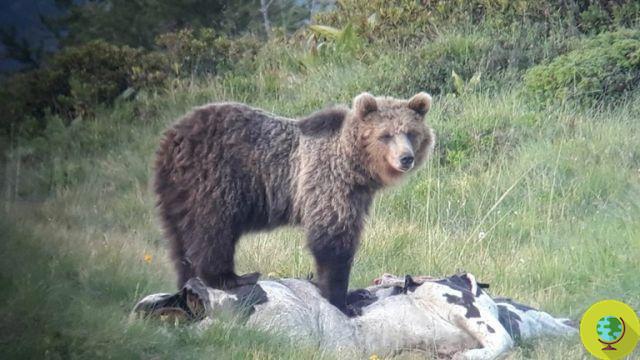 El oso M49 'Papillon' fue castrado, relleno de tranquilizantes y encerrado para siempre en cautiverio