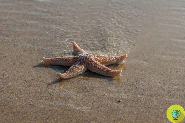 Estrela do mar, as ondas de calor cada vez mais frequentes podem fazê-las desaparecer para sempre