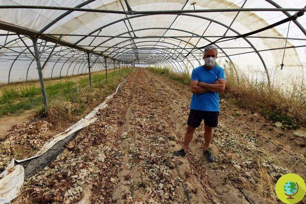 Vandals against organic: they spray glyphosate in greenhouses, a farmer intoxicated