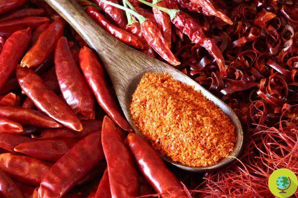 Chilli: in summer a perfect ally against overweight, pain and stress