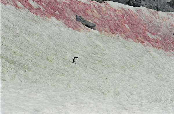Nieve rosa, una nueva y terrible amenaza ambiental para el Ártico y la Antártida (FOTO)