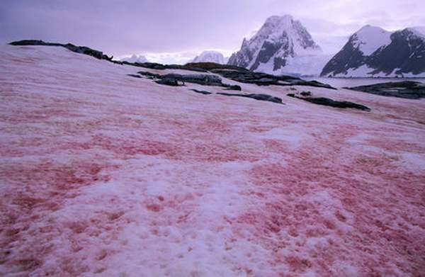La neige rose, une terrible nouvelle menace environnementale pour l'Arctique et l'Antarctique (PHOTO)