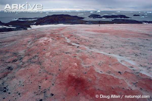 Pink snow, a terrible new environmental threat to the Arctic and Antarctica (PHOTO)