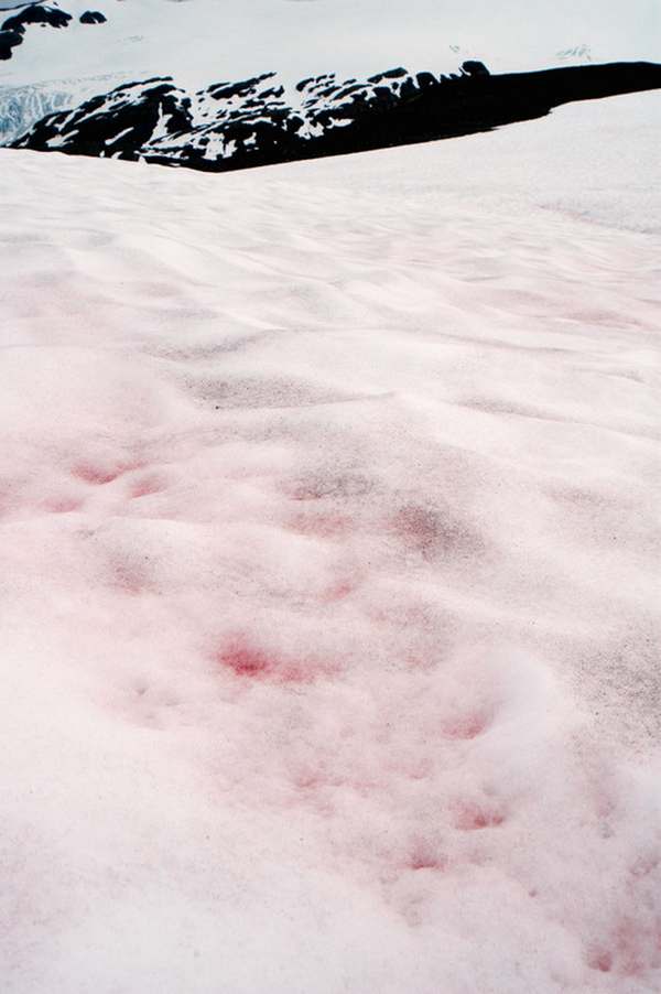 Nieve rosa, una nueva y terrible amenaza ambiental para el Ártico y la Antártida (FOTO)
