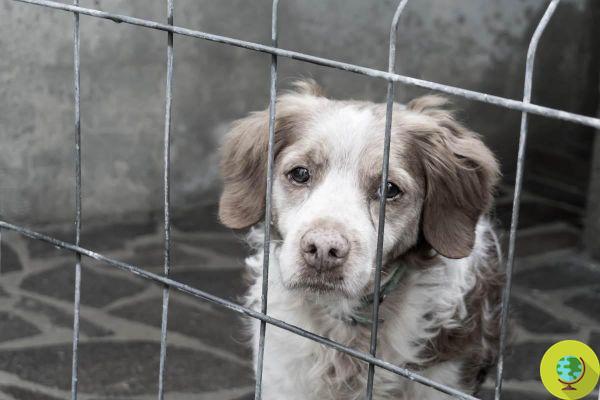 Le Chili veut augmenter la peine pour ceux qui maltraitent les animaux. Vous risquez jusqu'à 10 ans de prison