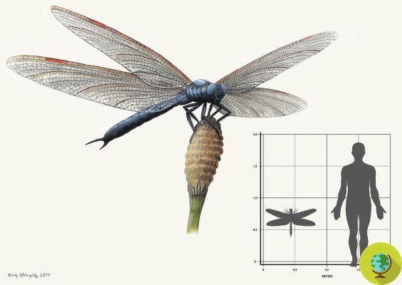 Los insectos de la prehistoria eran gigantes