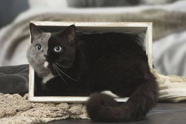 Narnia, the beautiful cat with two faces (PHOTO)