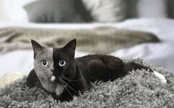 Nárnia, a bela gata de duas faces (FOTO)
