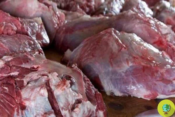 'Carne sucia': la investigación sobre pollos y cerdos contaminados que se venden regularmente entre EE. UU. y el Reino Unido