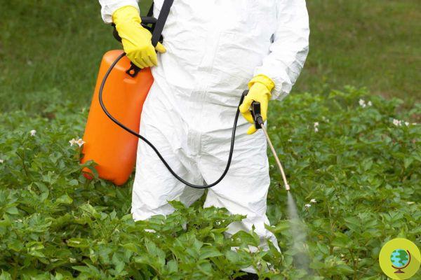 Glyphosate, Bayer wins second consecutive lawsuit in cancer case against Roundup