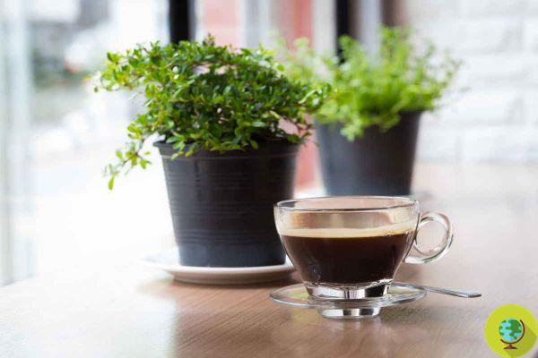 Como e por que você deve regar suas plantas com uma xícara de café, o resultado é incrível!