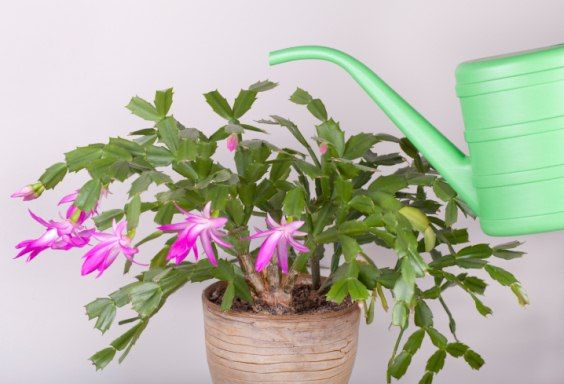 Christmas cactus, how to care and propagate this wonderful winter plant that blooms during the holidays