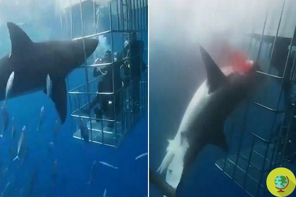 Um grande tubarão branco fica preso na gaiola de mergulho e sangra até a morte após 25 minutos de agonia