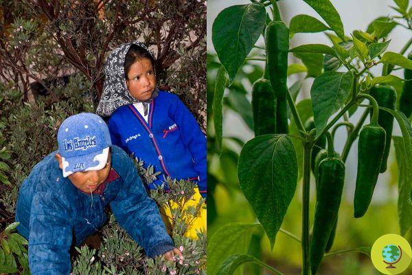 Pimentas com sabor de exploração infantil: a história de crianças rarámuri nos campos de jalapeños mexicanos