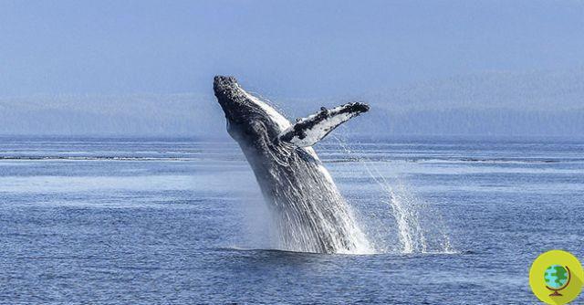 Animales en peligro de extinción: cómo salvo ballenas con pornografía